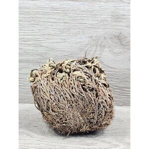 Rose Of Jericho Resurrection Flower Plant Blessing Spirituality Herbs Therapy